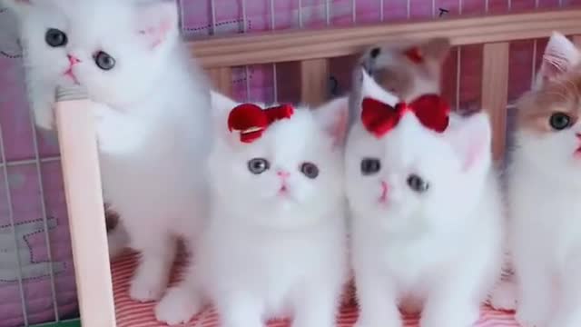 OMG So Cute Cats ♥ Best Funny Cat ❤️🐈Videos 2021 #shorts