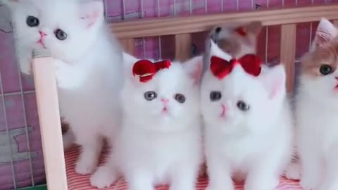 OMG So Cute Cats ♥ Best Funny Cat ❤️🐈Videos 2021 #shorts