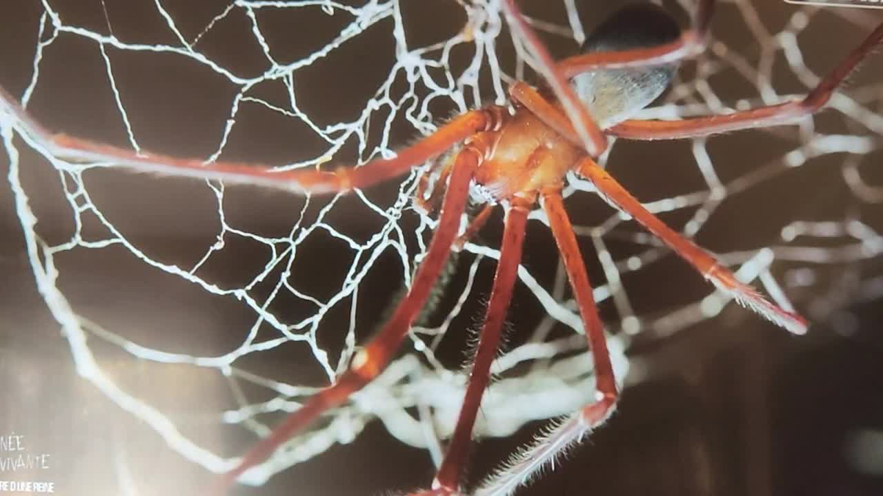 L araignée cherche à piéger d autre insecte