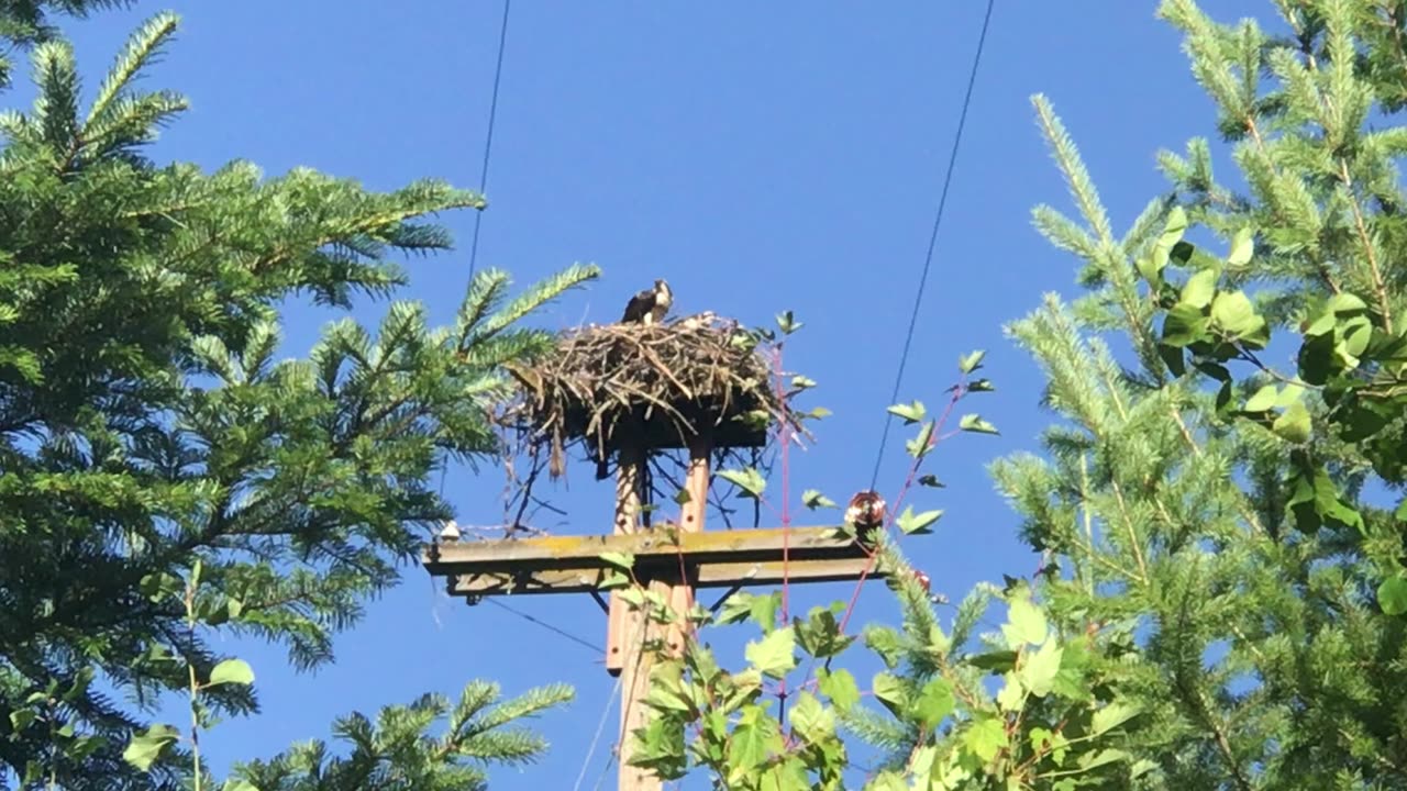 Osprey Bird Feeding Babies