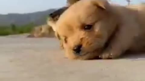 Animals video funny 🤣 #funny