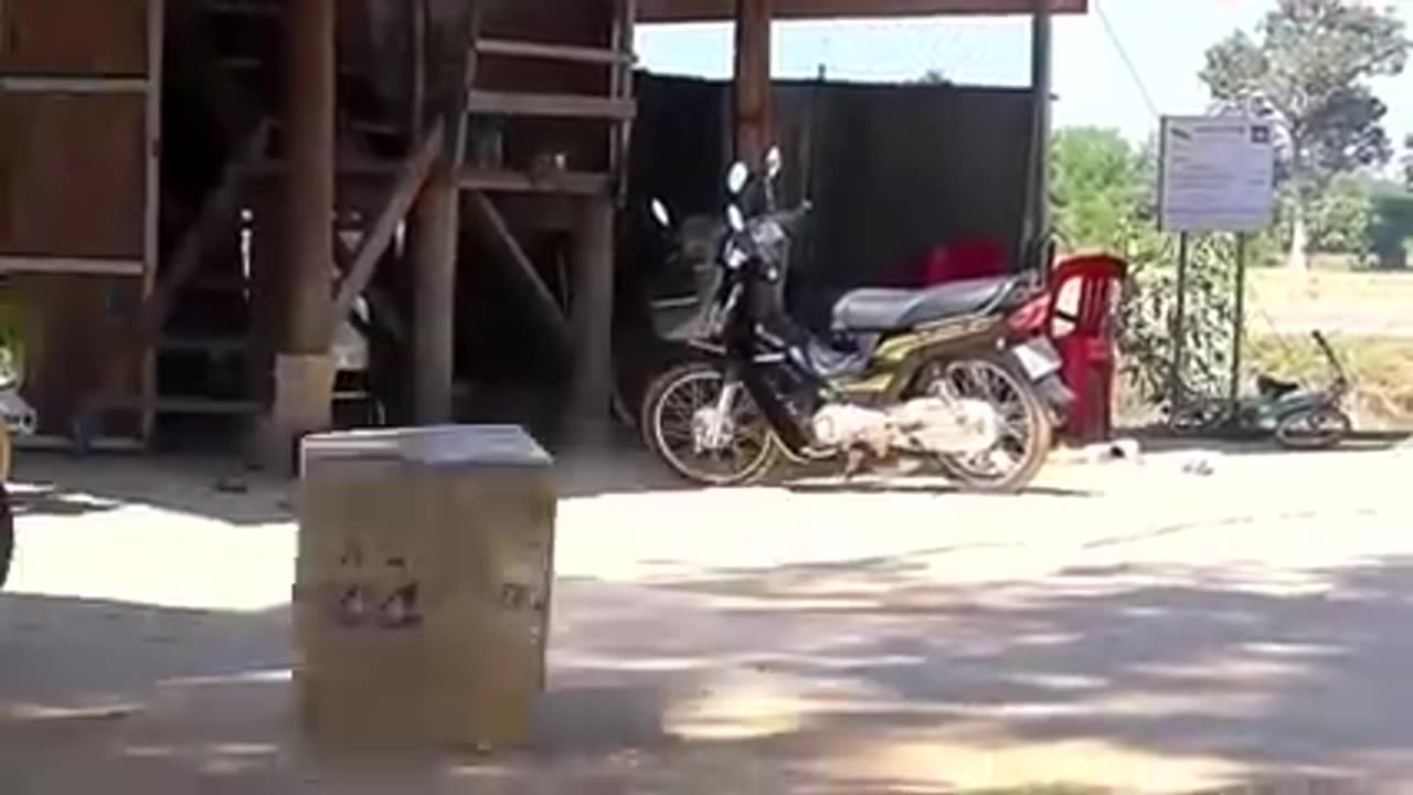 Troll prank dog funy