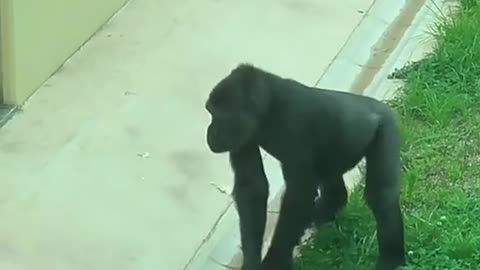 Gorilla gets zapped by electrical fence