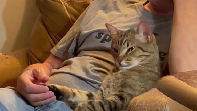 Cat and Cat Dad Watch TV Together