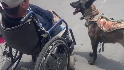 Dog Helps Push Owner in Wheelchair