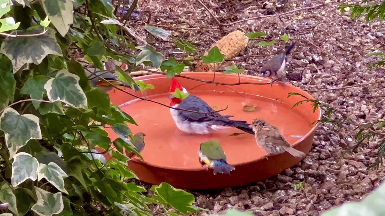 Finches and Softbills Bathing