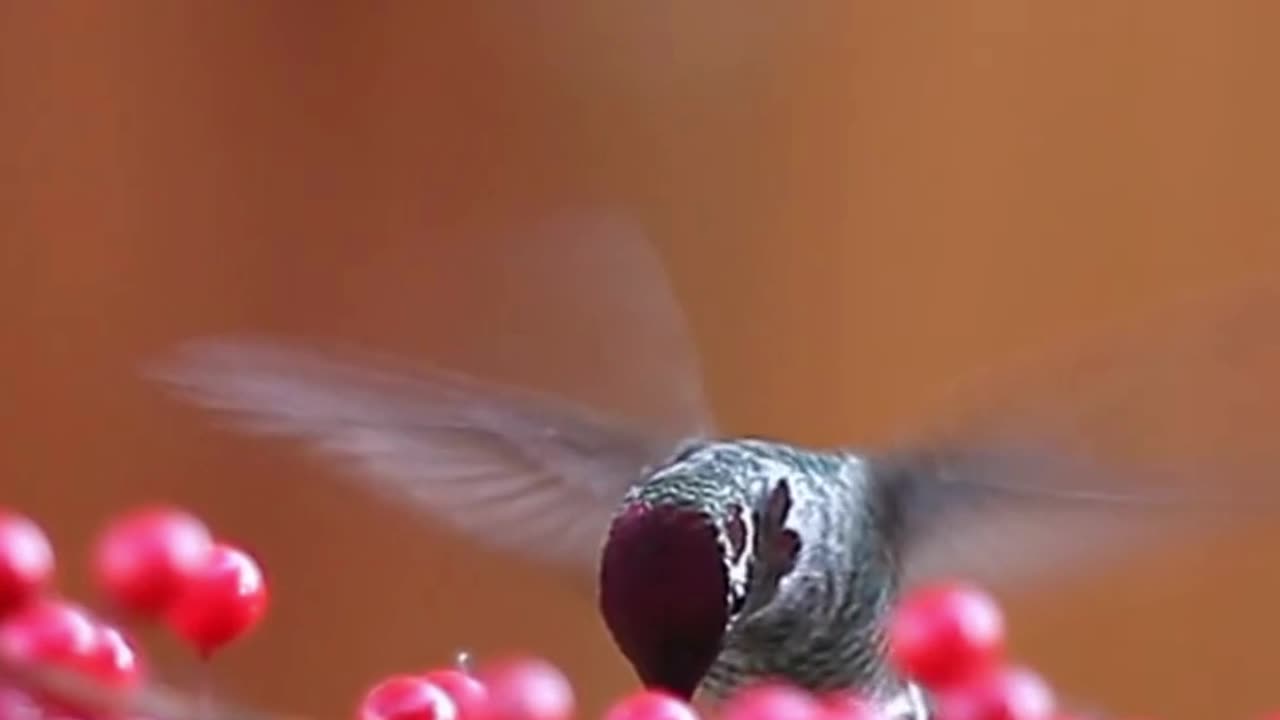 Interesting Facts about Humming Birds | Amazing Facts