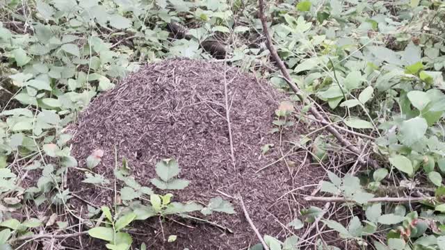 Mushroom growing ants