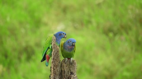 scene ave flying creature green parrot