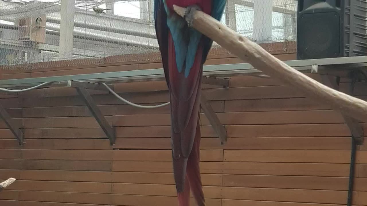 great red macaw