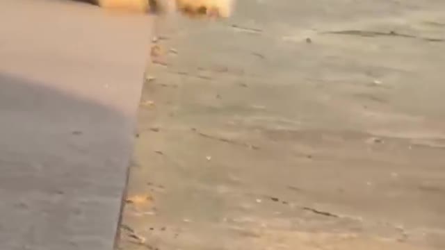 Cute Dog 🐕 Falling over!!