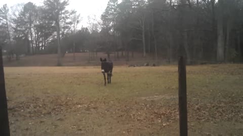 Talking Donkey