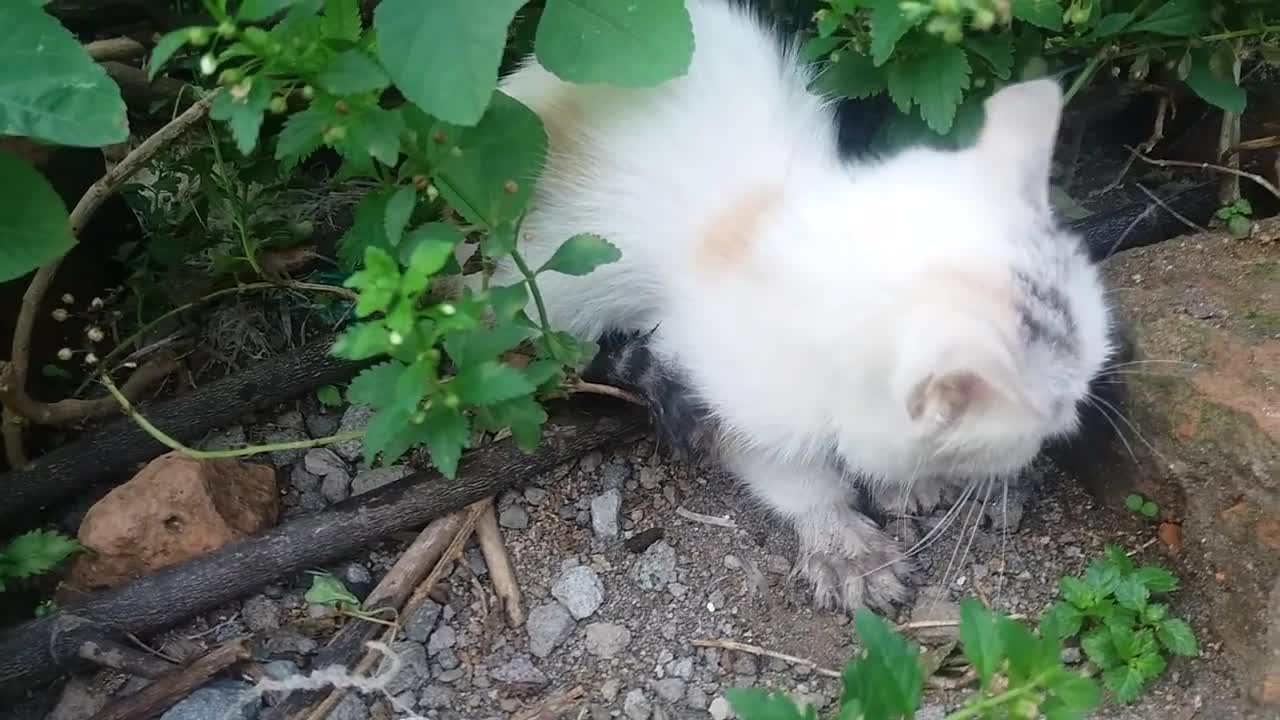Rescuing a terrified abandoned Kitten || kitten meow terrified