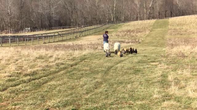 Variedad de animales de granja disfrutan de un paseo de placer