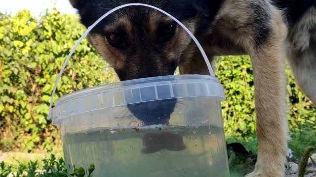 What does my pet's tongue look like underwater :)