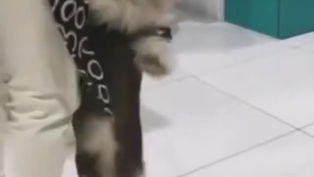 Cute Dog Dancing video