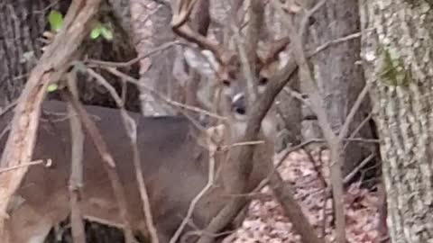 Beautiful Buck in our neighborhood!