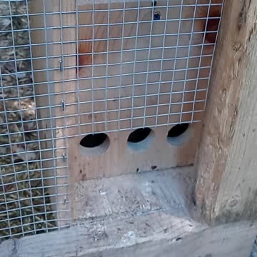 Flock It Farm DIY: No waste bird feeder and waterer