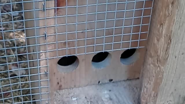 Flock It Farm DIY: No waste bird feeder and waterer