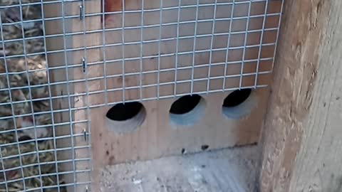 Flock It Farm DIY: No waste bird feeder and waterer