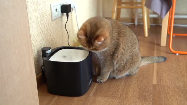 ALNPET+ pet water fountain from PettoFund!