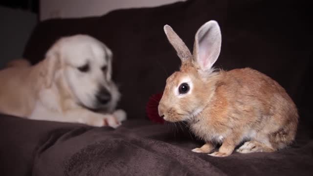 The dog brought the ball to his best friend rabbit so that they play together