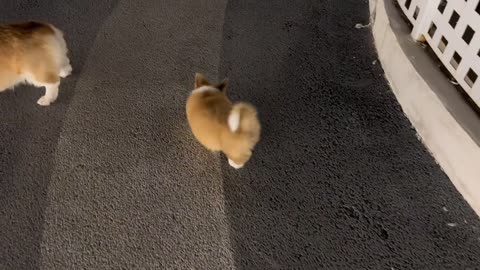 A little corgi with a long tail