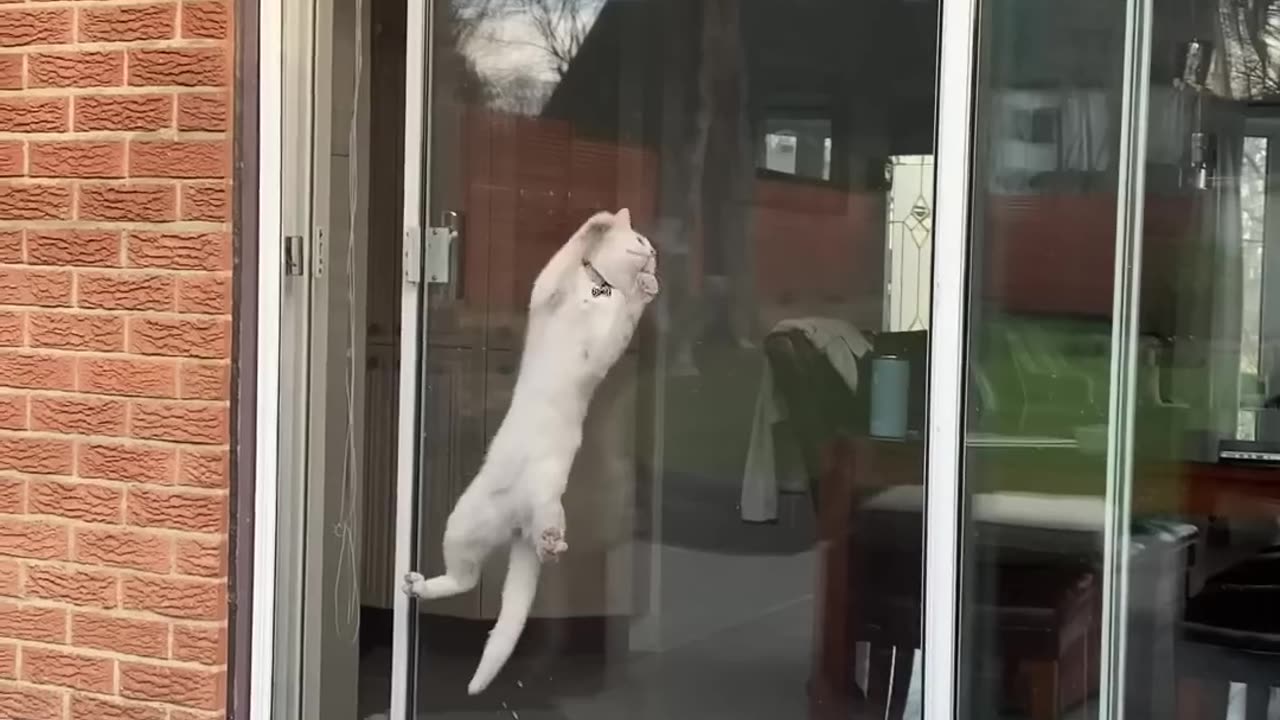 So you want a cat Are you sure