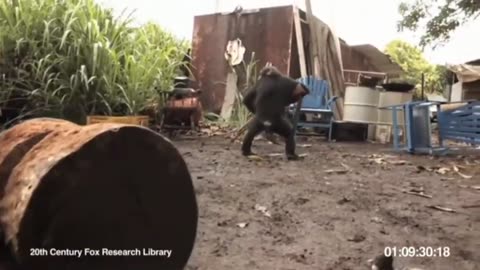 Chimp with a AK 47