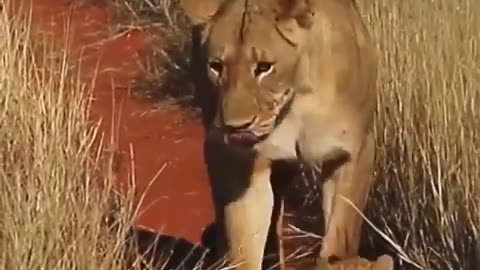 Lioness with cute cubs