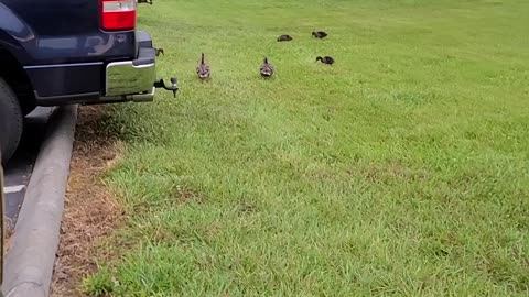 Happy Ducks