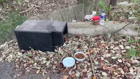 How I Trained My Cats