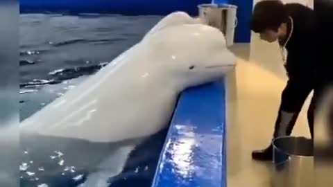 Dolfin Fish