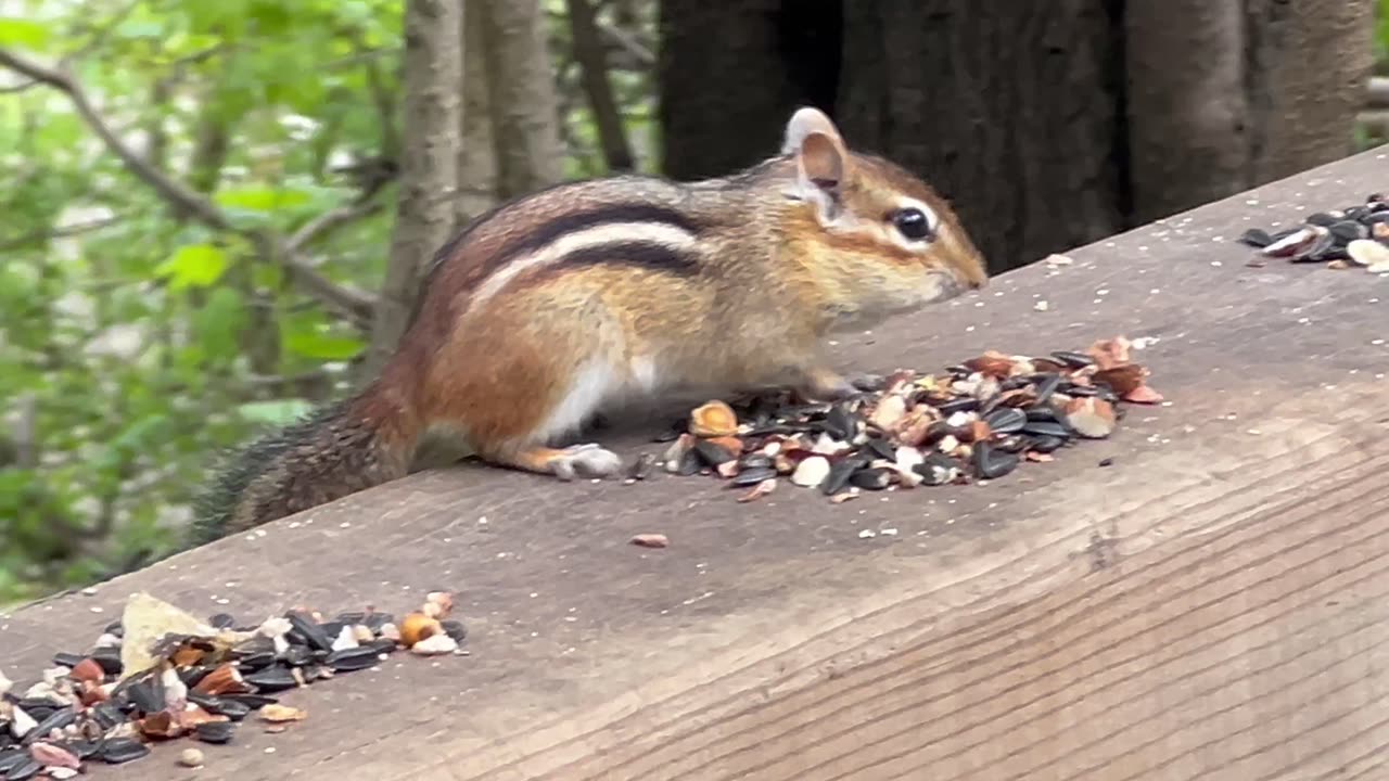 Chipmunk keep on hoarding 😂