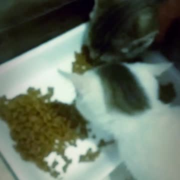 When you are hungry and don't want to be bothered. kitten version