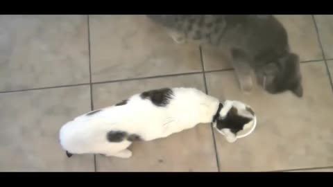 Funny cats. Try not to laugh
