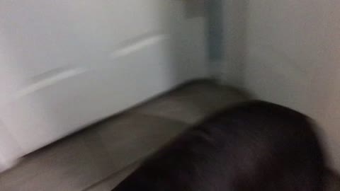 Coco the lab hates ear medicine