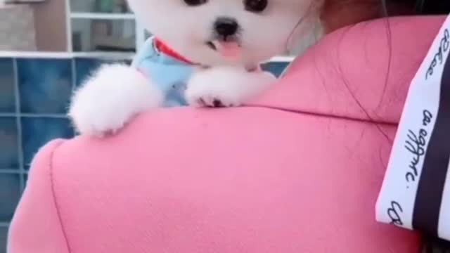 Cute puppy 🥺