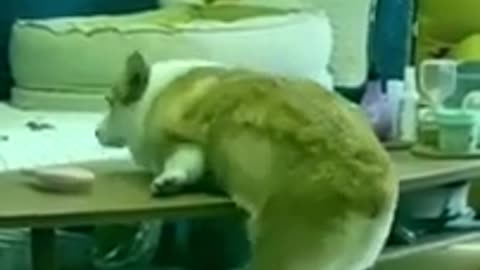 Funny dog