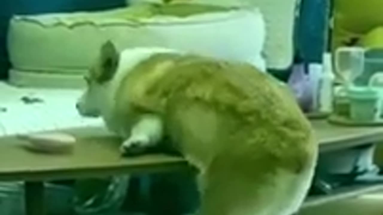 Funny dog