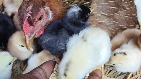 Hen harvesting egg and hatching