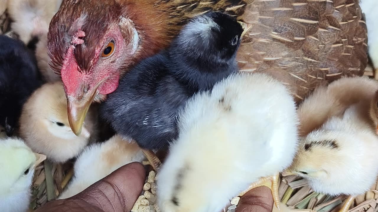 Hen harvesting egg and hatching