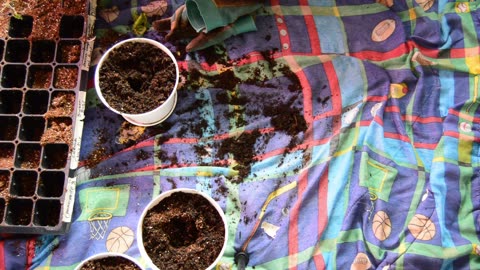 Up potting my Plant Starts!