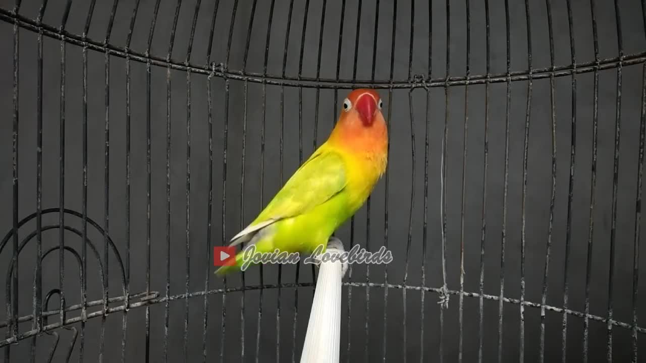 Love bird