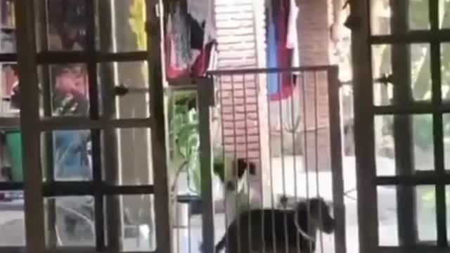 Dog cut