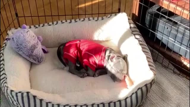 The dog doesn't work hard and slacks off