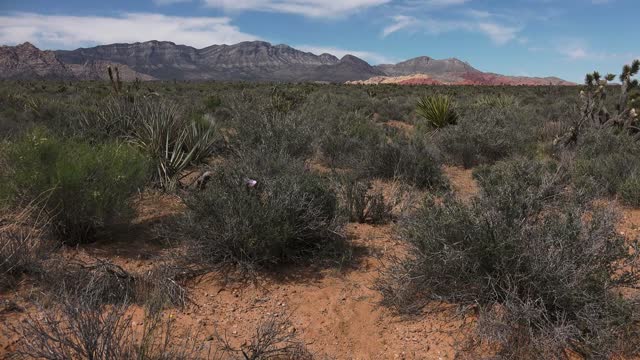 Red Rock Canyon Wildflowers ~ 4K