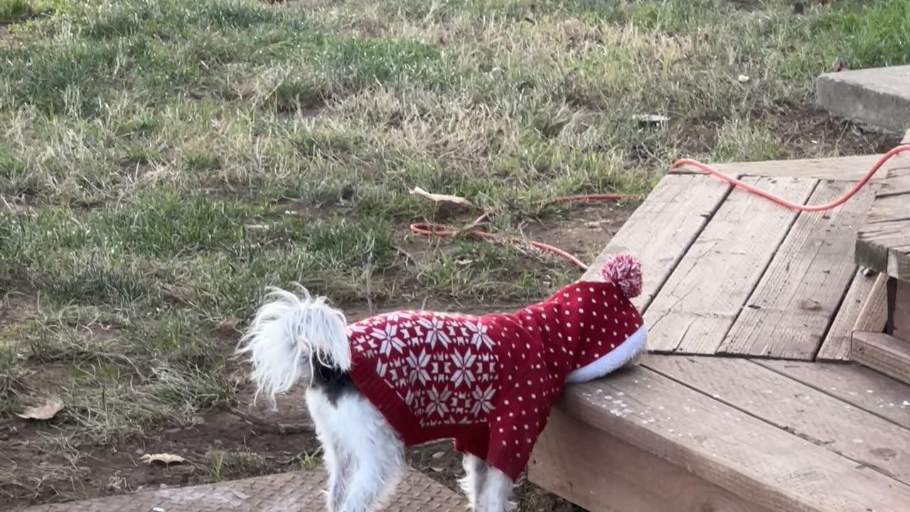 Jack Doesn't Like His New Sweater