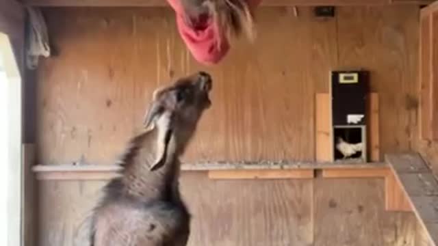 Funny Goat Video