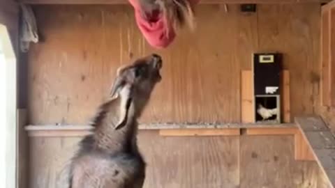 Funny Goat Video